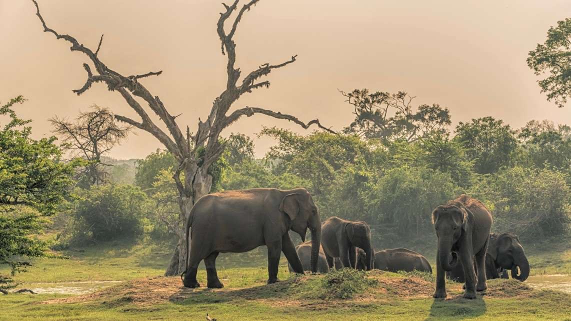 Najlepsze safari na Sri Lance